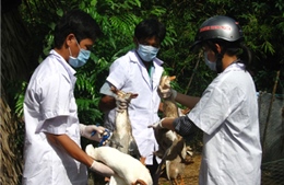 Chủ động dập dịch cúm A/H5N1 - Nguy cơ bùng phát